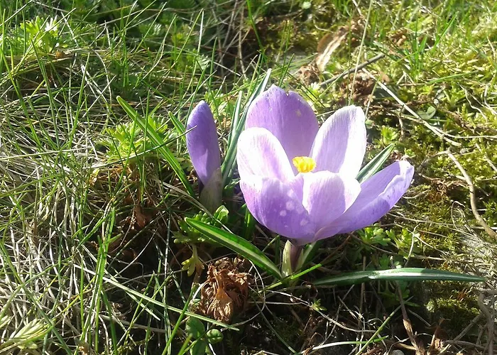 Góralski W Zakopanem Chalé