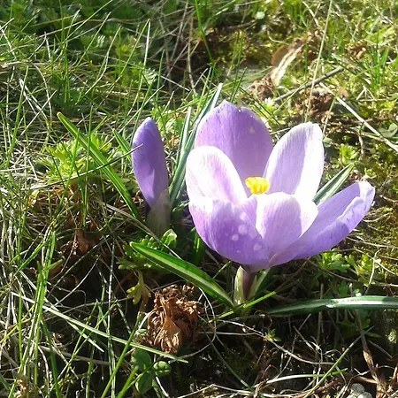 Goralski W Zakopanem 木屋